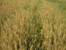 CIMG0424